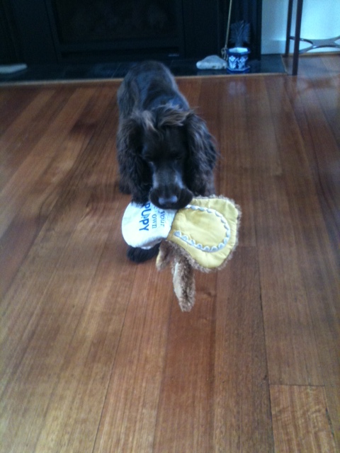 Puppy dog reading My First Puppy
