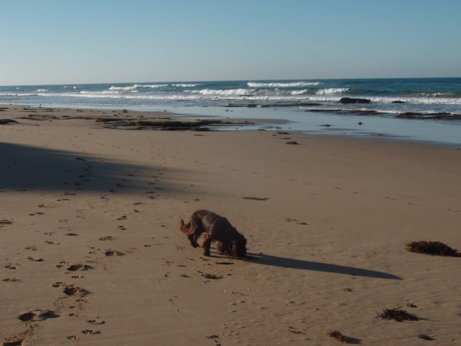 Bertie on his  morning walk