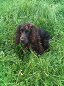 Half Field Spaniel, Bertie loves being in the grass 